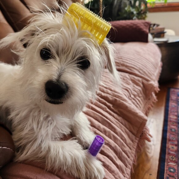 buddabuddabudda